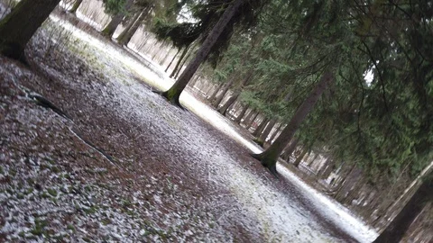 View from a rotating camera in a forest in winter Stock-Footage 123559548