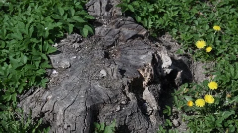 View of a rotten tree stump view of a rotten tree stump Stock Footage 153719803