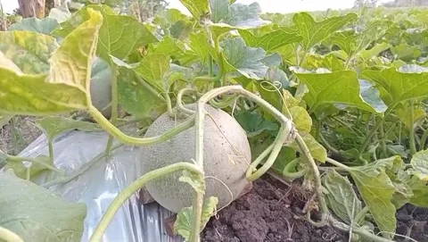 View of round melons in the garden Video stock 316074698