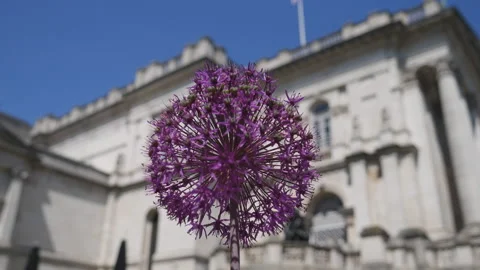 A view of a round prickly purple flower with an old building in the background. Stock Footage 125698629