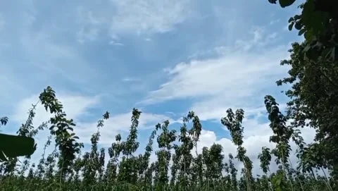 View of a row of broad-leaf teak trees. Stock Footage 324947993