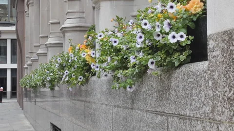 A view of the row of flower pots placed on a building in Central London. Stock Footage 281366427
