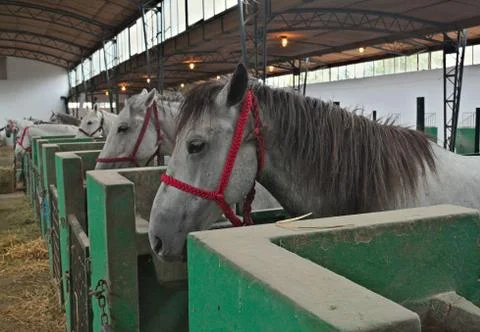 View at row of horses in stable Stock Photos