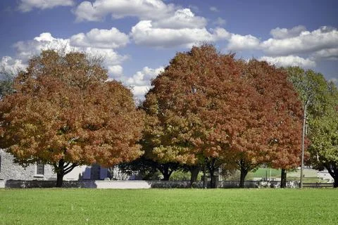 View of a Row of Trees with Fall Bright Colors on a Early Morning Sunrise Foto stock