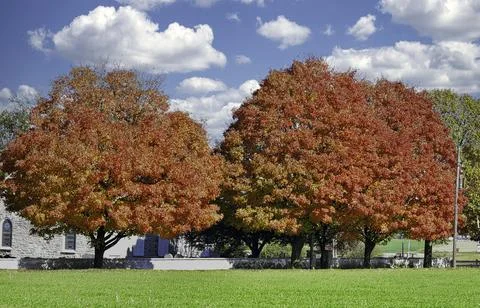View of a Row of Trees with Fall Bright Colors on a Early Morning Sunrise Foto stock