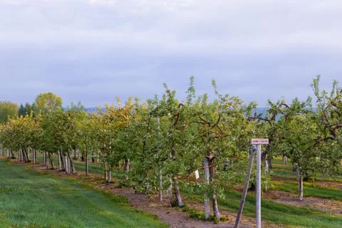 View of rows of cultivated apple trees with wooden sign Stock Photos