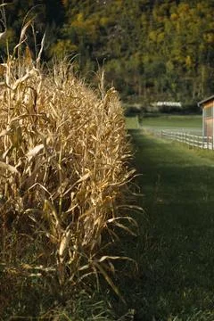 View of rows of dry ripened corn in a field preparing for harvest. Corn harve Foto stock