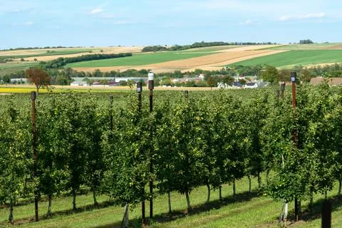 View of rows of fruit trees and fields with different agricultural crops in t Stock Photos
