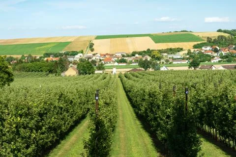 View of rows of fruit trees and fields with different agricultural crops in t Stock Photos