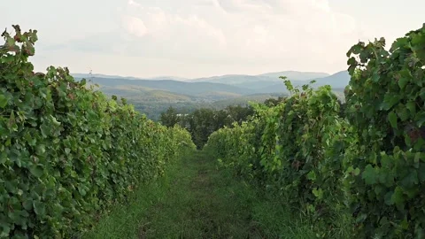 View of the rows of grapes and the mountain landscape behind them. Rural Stock Footage 205068839