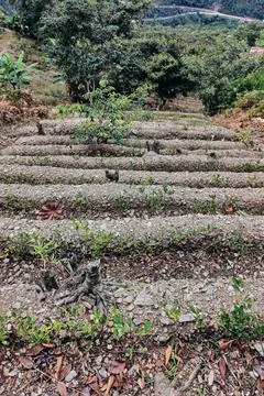 View of rows of parallel cultivation of coca plantation Stock Photos