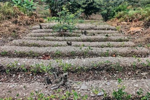 View of rows of parallel cultivation of coca plantation Stock Photos