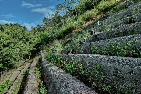 View of rows of parallel cultivation of coca plantation Stock Photos