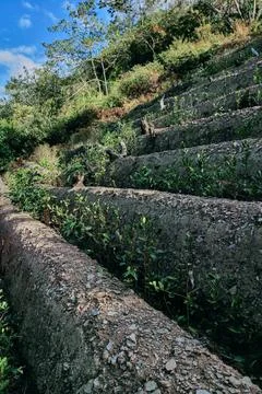 View of rows of parallel cultivation of coca plantation Stock Photos