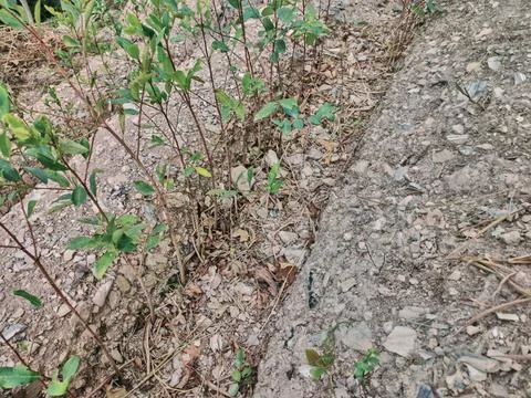 View of rows of parallel cultivation of coca plantation Stock Photos