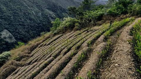 View of rows of parallel cultivation of coca plantation, organic agriculture Stock Photos