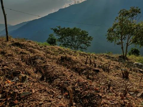 View of rows of parallel cultivation of coca plantation, pruned plant Stock Photos