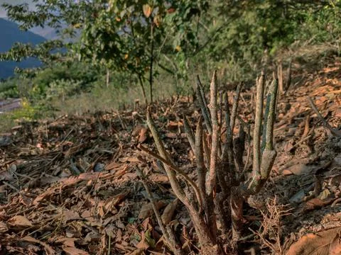 View of rows of parallel cultivation of coca plantation, pruned plant Stock Photos