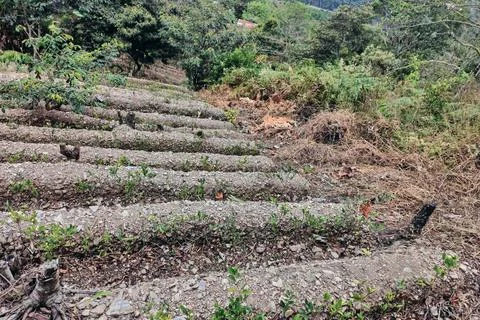 View of rows of parallel cultivation of coca plantation Stock Photos
