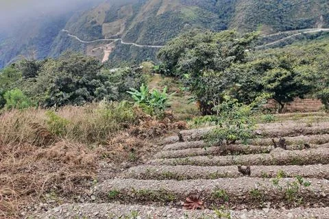 View of rows of parallel cultivation of coca plantation Stock Photos