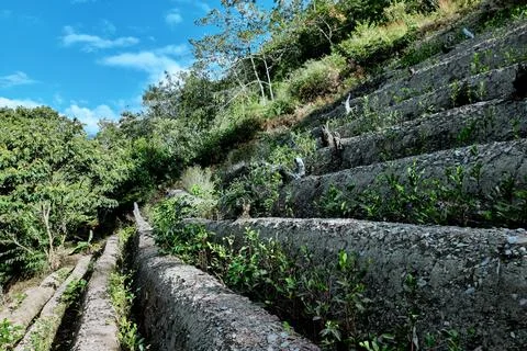 View of rows of parallel cultivation of coca plantation Stock Photos