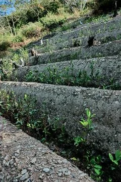 View of rows of parallel cultivation of coca plantation Stock Photos