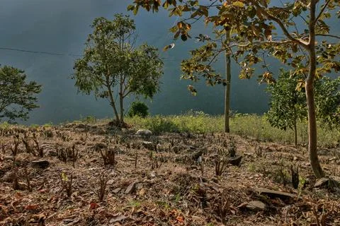 View of rows of parallel cultivation of coca plantation, pruned plant Stock Photos