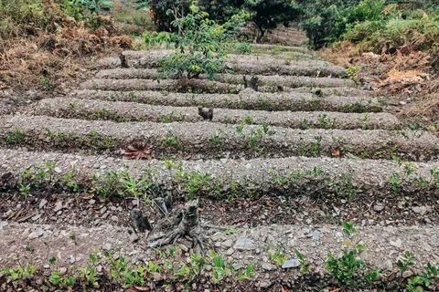 View of rows of parallel cultivation of coca plantation Stock Photos