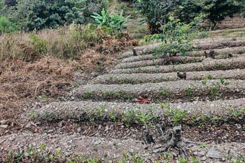 View of rows of parallel cultivation of coca plantation Stock Photos