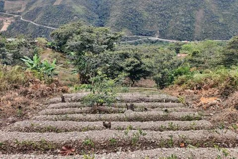 View of rows of parallel cultivation of coca plantation Stock Photos