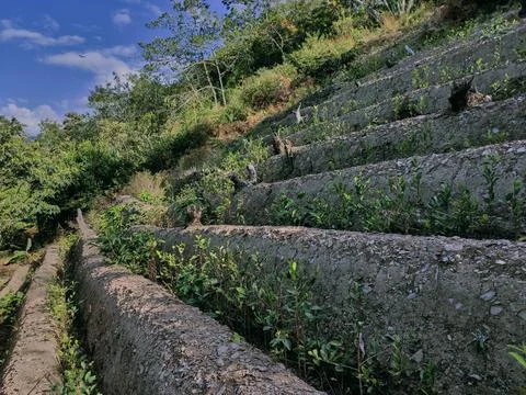 View of rows of parallel cultivation of coca plantation Stock Photos