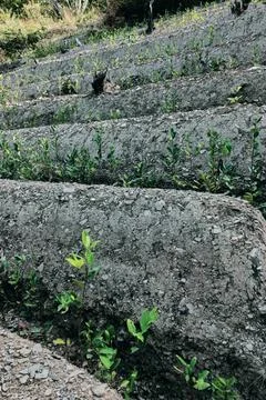 View of rows of parallel cultivation of coca plantation Stock Photos