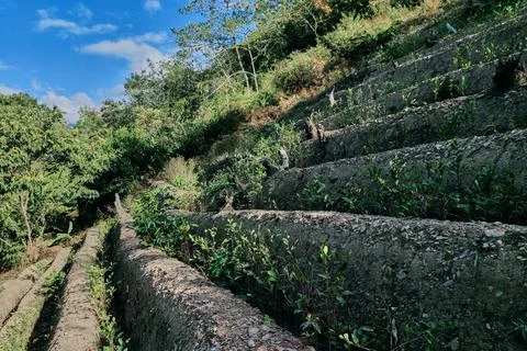 View of rows of parallel cultivation of coca plantation Stock Photos