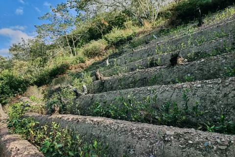 View of rows of parallel cultivation of coca plantation Stock Photos