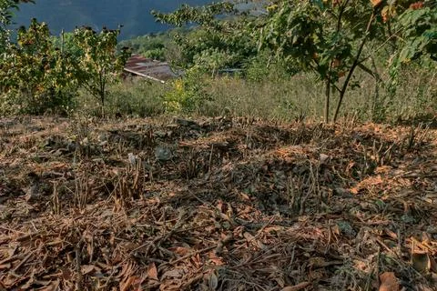 View of rows of parallel cultivation of coca plantation, pruned plant Stock Photos