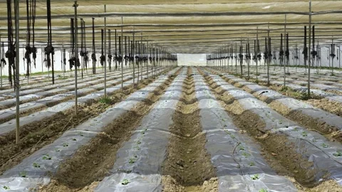 View of rows of seedlings in a greenhouse, Nepal. Vídeos de archivo 335606870