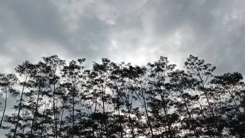 View of rows of sengon trees towering close. Vidéo 329618771