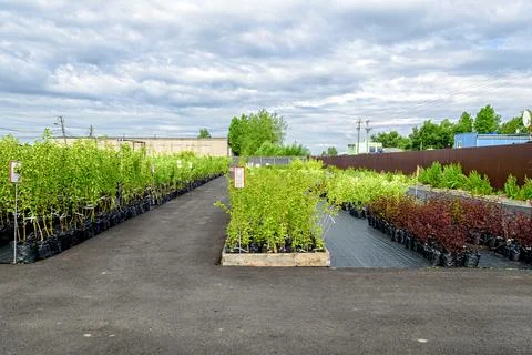 View in the rows of a tree nursery with numerous fruit trees and shrubs. Stock Photos