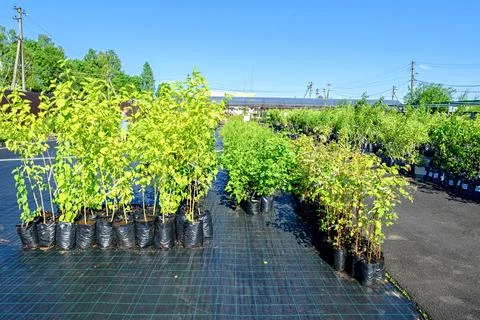 View in the rows of a tree nursery with numerous fruit trees and shrubs. Stock Photos