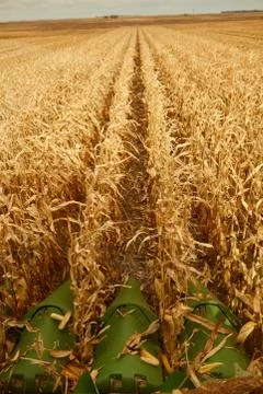 View of rows of uncut maize and a cutter bar Stock Photos
