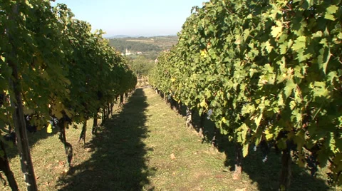 View from the rows of vines Stock-Footage 35626585