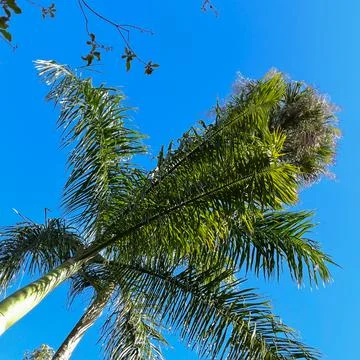 A view of Royal Palm Trees from the base Stock Photos