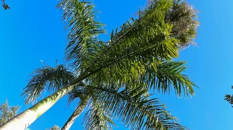 A view of Royal Palm Trees from the base Foto stock