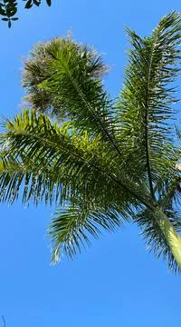 A view of Royal Palm Trees from the base Stock Photos