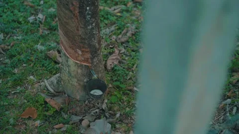 View of rubber tree tapping process with collected latex in a cup, relevant to Stock Footage 294486561