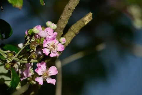 View of Rubus ulmifolius in bloom 스톡 사진