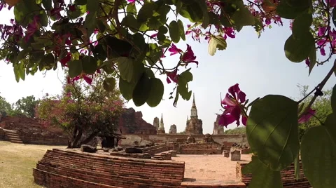 View of the ruins of the temple through the leaves Stock Footage 61323455