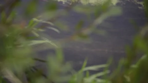 View of the running river through the foliage 動画素材 187726335