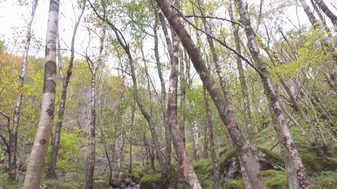 View of a running water line in the middle of deep woods. Stock Footage 99936090