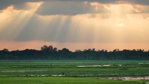 View of rural rice fields with sunbeams at sunset, Bangladesh. Vídeos de archivo 335554375